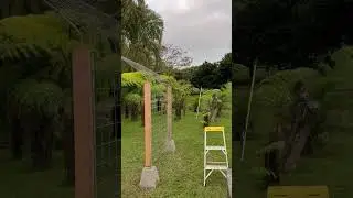 Project Fern Forest update #1