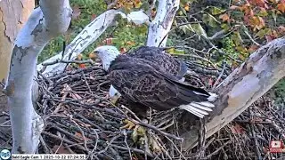 A strange female eagle and Irvin PixCams USS Bald Eagle Nest Cam