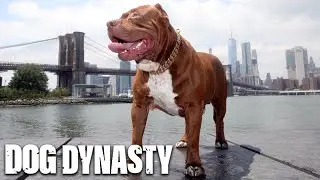 Hulk's Greatest Moments | DOG DYNASTY