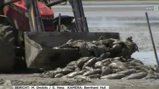 Vorw&uuml;rfe nach Fischsterben im Zicksee - ORF 21. Juli 2022