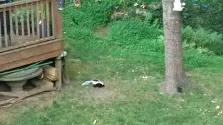 A Skunk?! Visiting the neighboring Kingdom -- Backyard Bird Watch