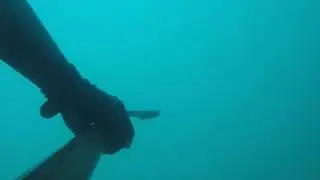 Pescasub In Apnea Lago di Garda: Luccio all’aspetto nel buio.