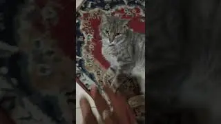 lovely pet #cat #prettycat #catlovers #cute #shortvideo