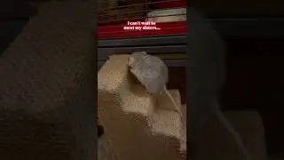Принимаем пожертвования на оплату терапии для Мышки 🤣 #крысы #глупости