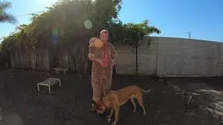 Halloween Special Dog Training BASICS | Pawfessor GO & Dogtor Ken | Whiskey Part 4/4
