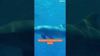Intelligent Dolphins: The Incredible Ability to Use Tools