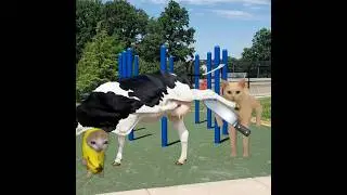 Cow's Revenge! Baby Banana Cat vs Muscular Cat 😺❤️ #catmemes #cat #shorts #fyp #bananacat