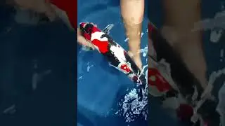 doitsu showa koi fish size 45cm