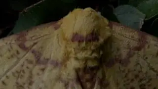 MARIPOSA IMPERIAL borboleta fauna brasileira brazilian mata atl&acirc;ntica inseto silvestre selvagem