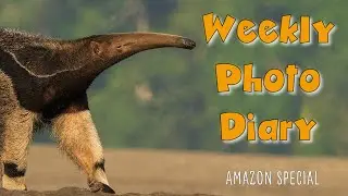 Amazon Photo Diary with pro photographer andy rouse - macaws, anteaters with photo hints and tips