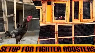how to make cage || aseel setup on roof || #diy  || low budget business idea ||#woodworking projects
