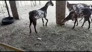 Pure barbari goat farm in Pakistan @alasrgoatfarm