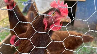 How Are The Production Reds And Other Chickens Moving