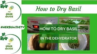 How to Dry Basil Leaves in the Dehydrator
