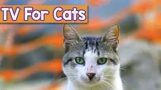 CAT TV! Movies for Cats to Watch - Entertainment for Cats to Relax to🐱