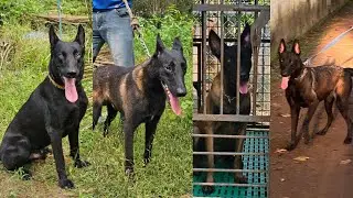 കുറഞ്ഞ വിലയിൽ Belgian Malinois നായ്ക്കുട്ടികൾ Belgian Malinois puppies 