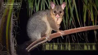 Possum Sounds - Scary growling calls of the Common Brushtail Possum