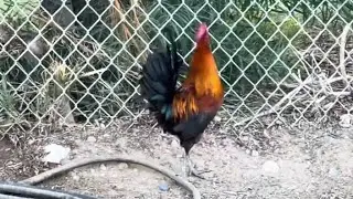 Rooster - Not Too Shabby!