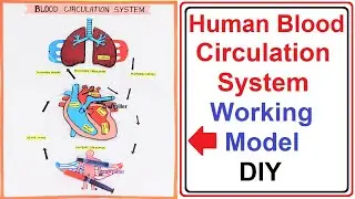 Human BLOOD CIRCULATION SYSTEM WORKING MODEL - science project for exhibition - diy | craftpiller