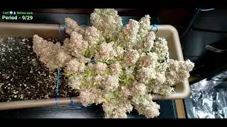 Alaskan Purple Auto V2 - Part 4 Harvest