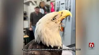 Wild Heart Ranch Bald Eagle Dies Due To Injuries Following Fight With Other Eagle