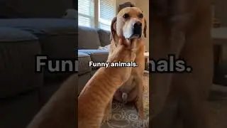 Funny animals compilation #shorts #funny #animals