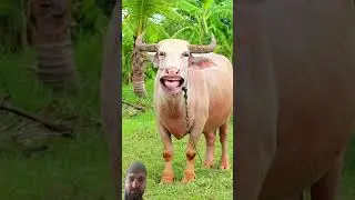 #funny #comedy #cow #cartoon #animation #cowcow #cowshort #baffalo #comedyfilms #buffalocheck