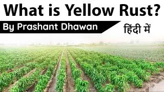 What is Yellow Rust Disease? Current Affairs 2020 #UPSC