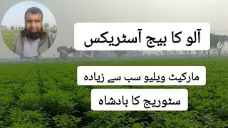 Potato seed Astrex (آسٹریکس)
