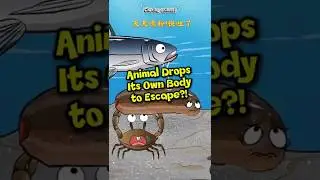 Животное бросает своё тело, чтобы спастись?! 😱🦎