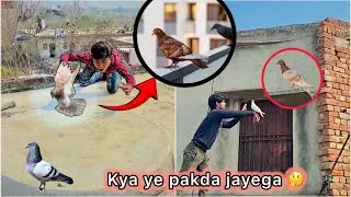 Plot per Suprise mila 😍 || Lal kabutar Pakdne ki kosish 🤔