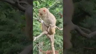 Curious Monkey Looks Around