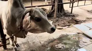 #punganur #old #bull #in #iskcon #goshala