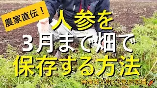 【人参栽培】超簡単！畑で長期保存するコツ・冬越し方法【有機農家直伝！無農薬で育てる家庭菜園】　21/12/21