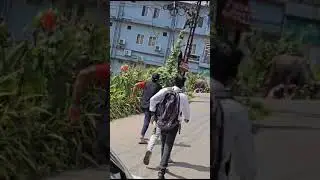 Buffalo attack in Aluva Airport Road