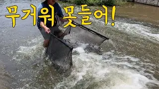 엄청난 물고기떼가 출몰! 도대체 무슨 일이야!?
