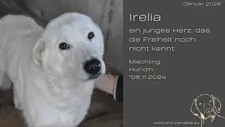Irelia &ndash; ein junges Herz, das die Freiheit noch nicht kennt_Januar26