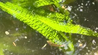 Macropodus opercularis ( paradise fish) feeding in summer tub