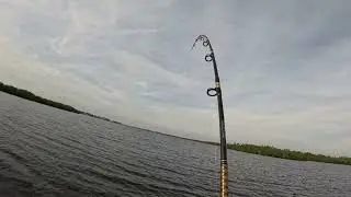 Full grown 250 pound bull shark in the river Towing the boat is her thing 15 lb. Test