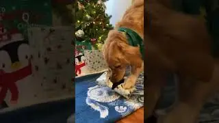 My dog opens her Christmas presents! #goldenretriever #dog #puppy #cute #christmas