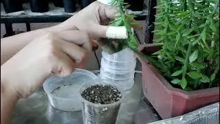 PROPAGATION: PERESKIOPSIS