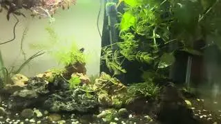 Yo-Yo Loach Aquarium Setup | Planted Tank, Hiding Caves & Natural Behavior