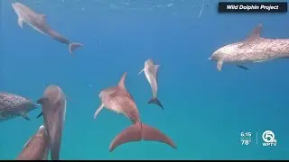 Dolphin research team returns from latest mission