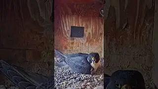The male peregrine falcon is keen on incubating eggs #wildlife #nest #birds #animals #falcon