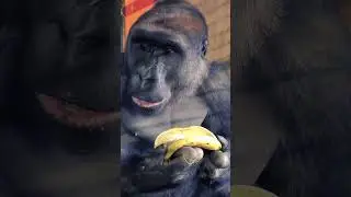 This is the best way to eat a banana! #gorilla #mukbang #asmr #eating #eating #banana