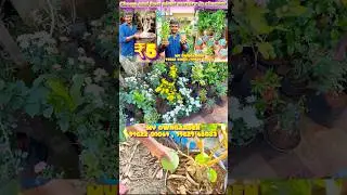 Cheap and best plant nursery Unique plants and pots collection in chennai A to z