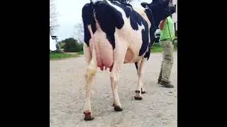 Top 5 Biggest Udder Highly Milking Cows Breed in the world