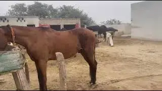Beautiful horse power || Horse videos 🐎January 22, 2026