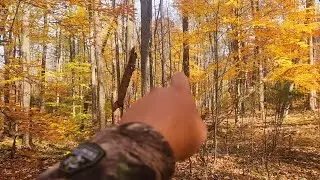 scouting late October. trying to find any fresh sign to hunt. Pennsylvania state game lands