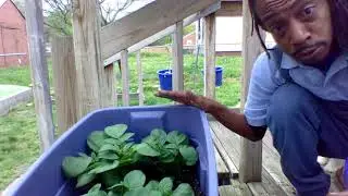 HOW TO GROW POTATOES IN A CONTAINER? When To Add More Soil? Grow from your store bought potatoes!